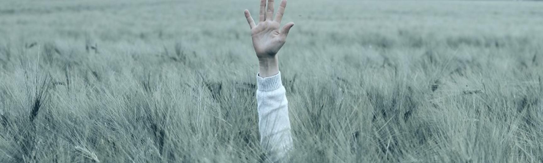 a person's arm held up above a tall field of wheat