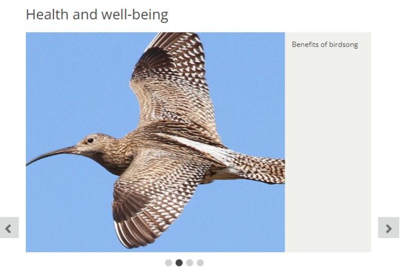 Curlew in flight showing listing text and controls for next previous and slide indicators